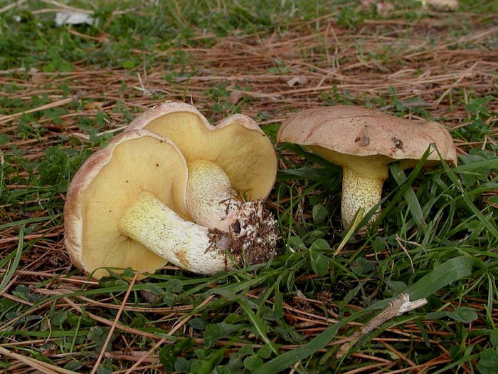 Sicilia Autunno-Inverno